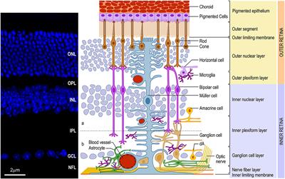 Implications of TORCH Diseases in Retinal Development—Special Focus on Congenital Toxoplasmosis